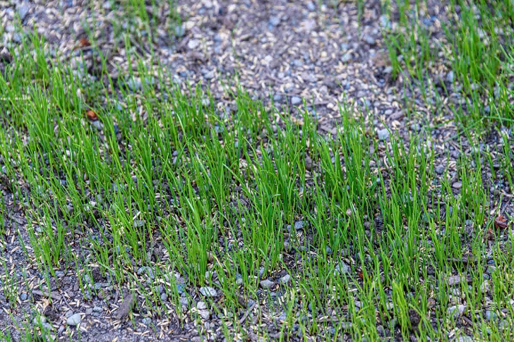 How to Overseed Lawn in Northeast