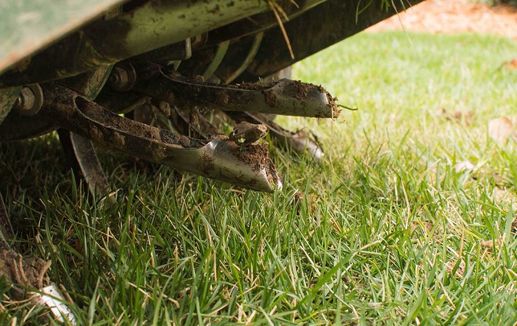 overseeding lawn in northeast