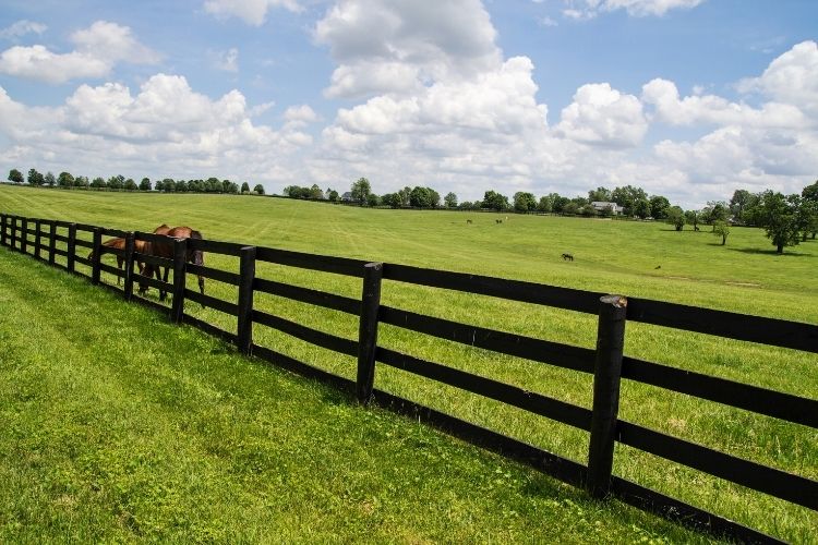 Kentucky Bluegrass