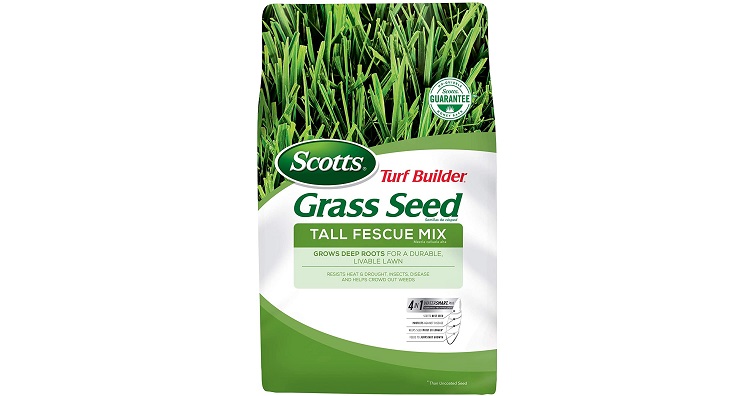 Tall Fescue