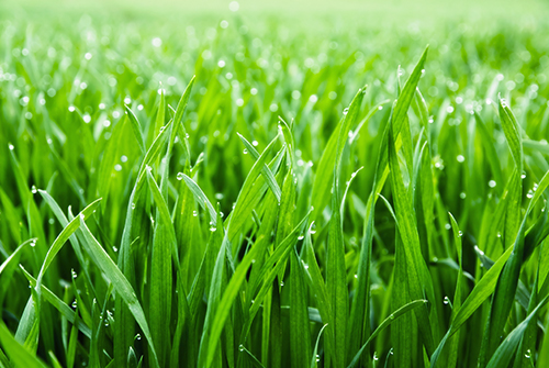 shade tolerant grass tall fescue