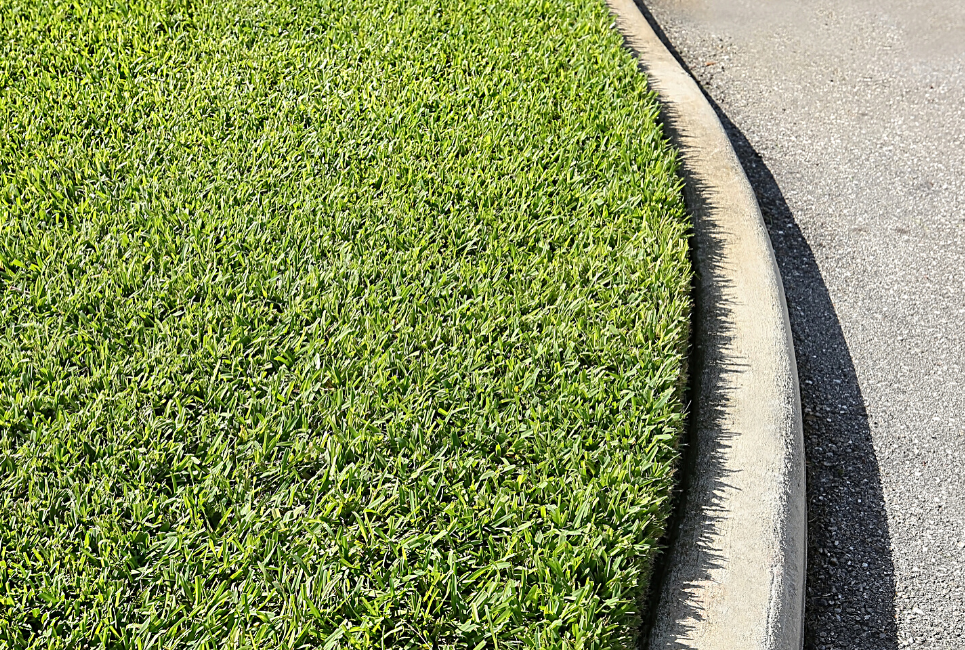 shade tolerant grass st augustine