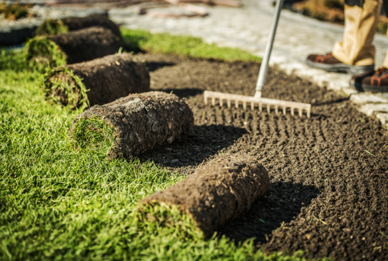 Centipede Grass Sod Guide How to Grow and Care for Your Sod