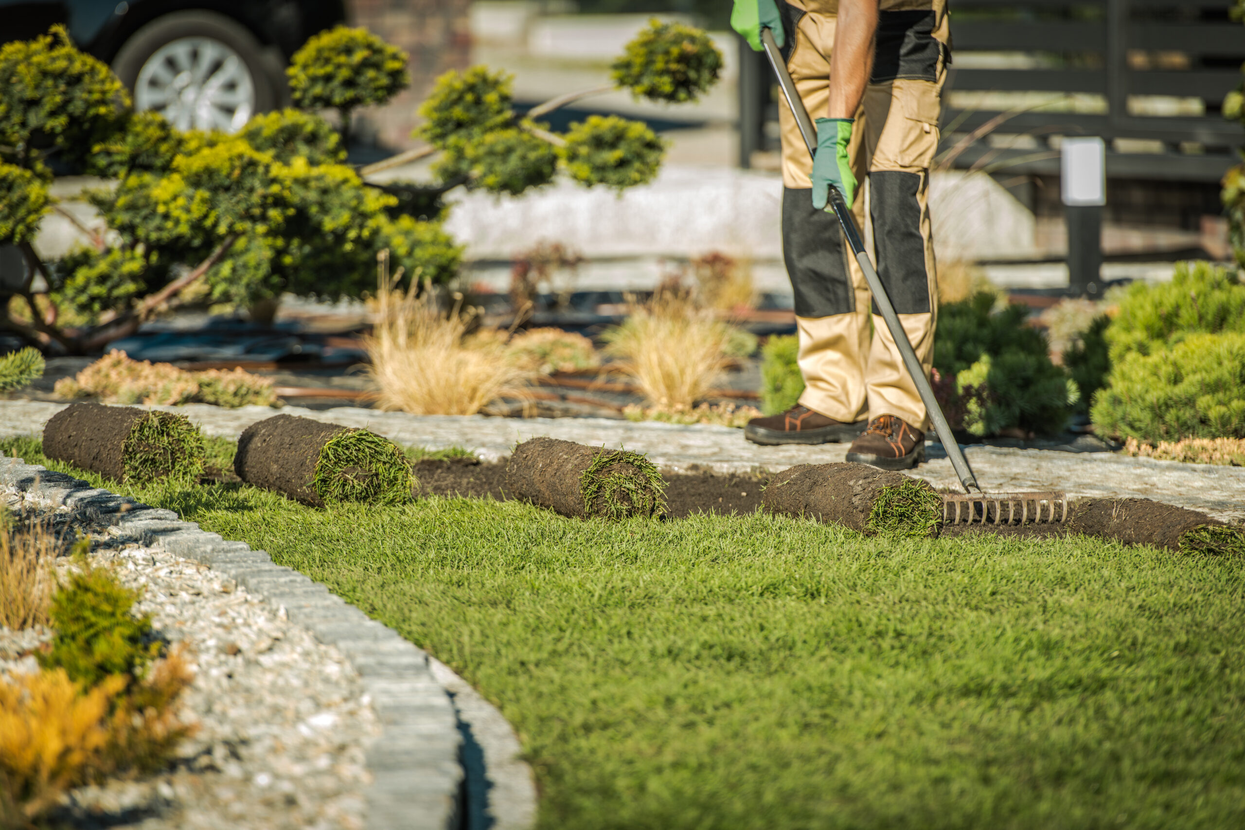 how to plant centipede grass sod