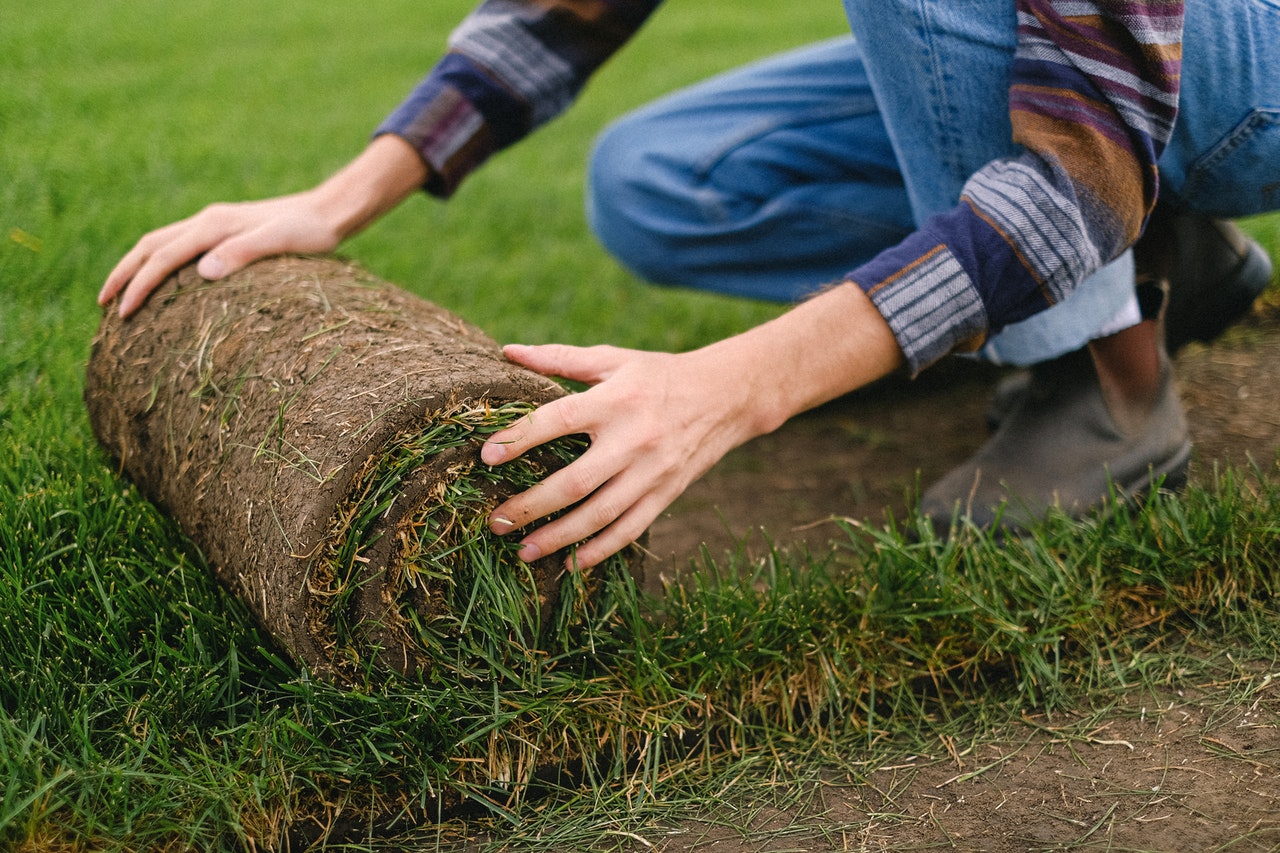 how to care for centipede grass sod