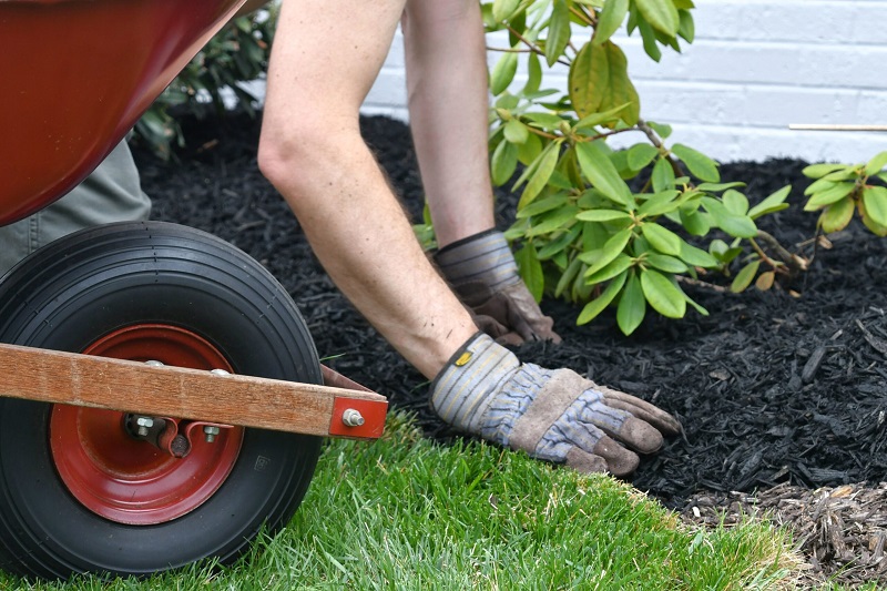 mulching spurge weed