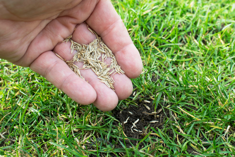 Best Grass Seed for South Carolina