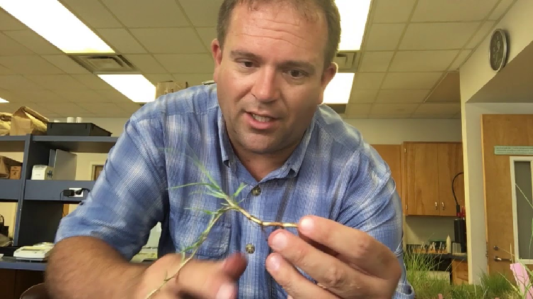 seashore paspalum seeds