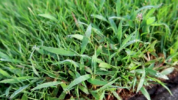 seashore paspalum sod florida