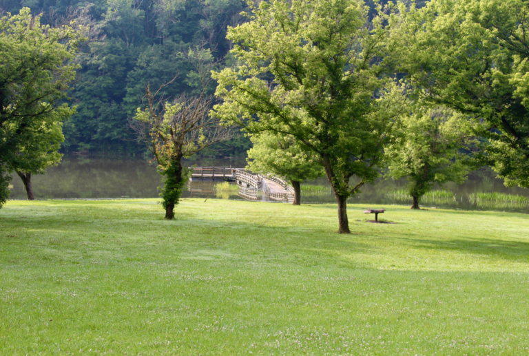 Best Grass Seed for South Carolina Turf&Till