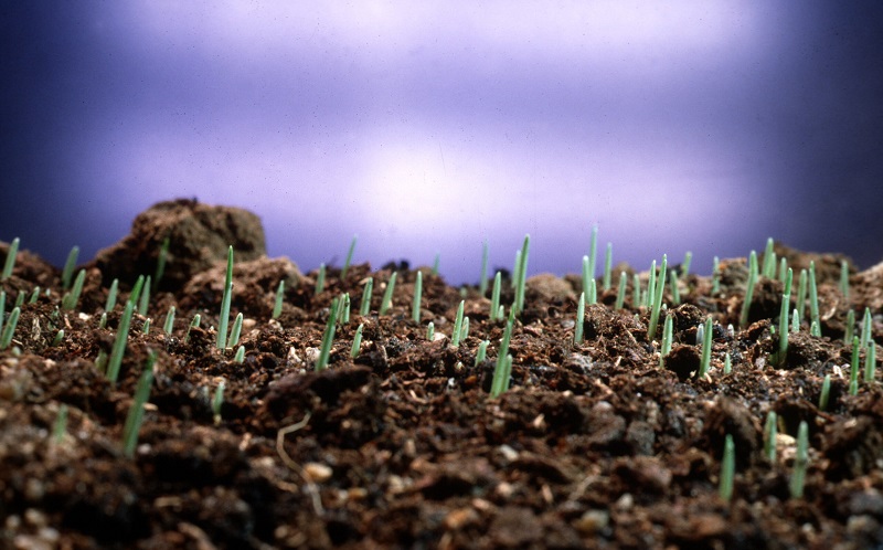 Growing Grass on Clay Soil