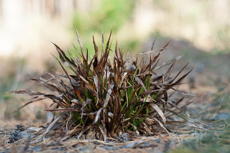 cons of growing grass clay soil