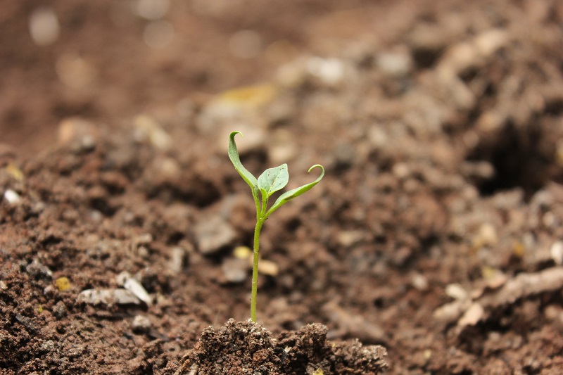 testing clay soil grass growth